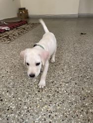 Lab puppy 2 months
