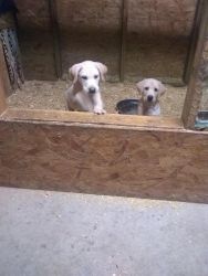 Yellow Labrador Retriever Puppies for Sale
