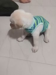 Labrador male puppy sale