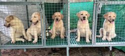 Labrador puppies for sale in Thrissur