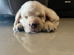 Apple headed Lab for sale