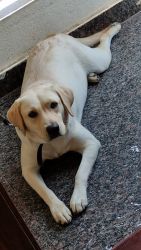 Labrador 16 months old female for sale and free