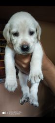 LABS FOR SALE