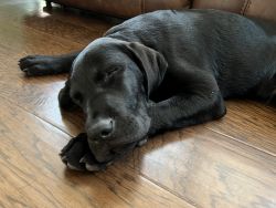 6 month old beautiful black lab pure breed up for ado