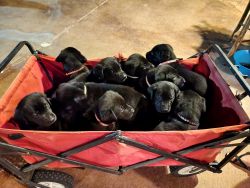 Black lab puppies