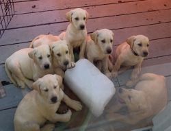 AKC Yellow Labrador Puppies