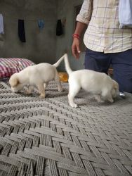 Labrador Retriever puppies available for sale