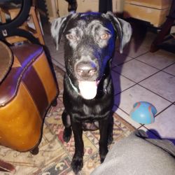 Lab Mix Rehome