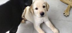 Vaccinated 2 months Labrador puppies for sale male and female female