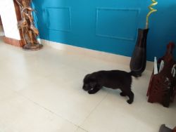 Labrador puppy 43 days old price 15000/- call xxxxxxxxxx
