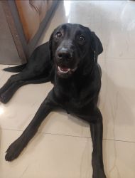 Want to sale my 8 months pure black labrador female dog