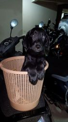 Lab puppy black colour