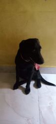 Labrador puppy black colour 6 month old