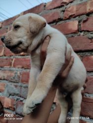 Massive quality Labrador puppy urgent sale