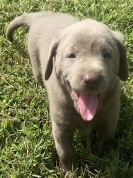 Cutest ever Silver Lab Pups
