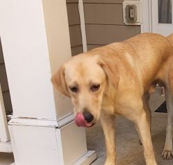 Yellow Lab for good home
