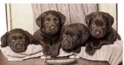 AKC Chocolate Lans with breeding rights