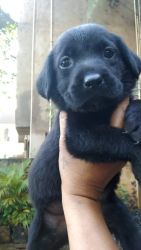Lab puppies for Sale
