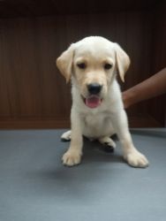 Labrador (Home Breed - High Quality )