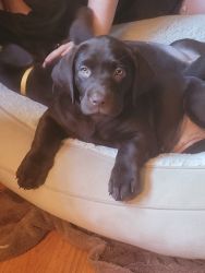 Full blood chocolate labs