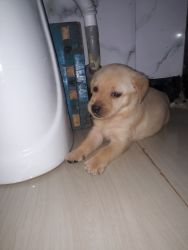 Hi, I want to sell my puppy pure quality lab