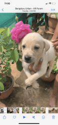 Lab puppies in Bangalore KR puram