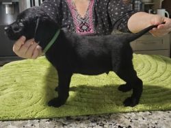AKC reg Black lab male pup 9 weeks