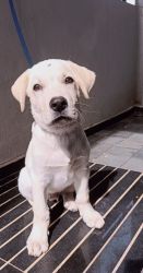 Labrador For Sell 2 Months old