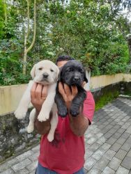 Import line puppies for sale