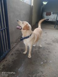 11.5 months vaccinated Labrador male puppy for sale