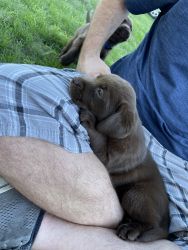 AKC registered chocolate female lab puppies