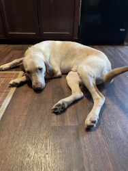 Young Labrador Retriever in need of new home