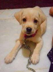 Urgent sale for female lab puppy