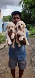 Labrador Retriever puppys