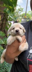 Lab puppies available kochi