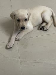 Labrador puppy available double coat fur with apple head Super wuality