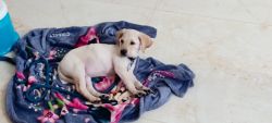 3 months old Labrador puppy for sale . Price includes 10kg food