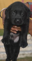 Black Labrador 45 days old