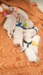 Labrador retriever puppies for sale