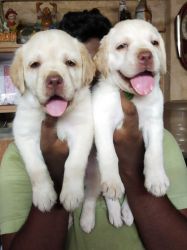 Massive size labrador puppies Available