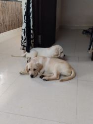 Labrador Female 3 month & Male 2.5 month vaccinated