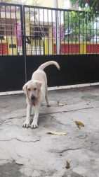 6 Months labrador puppy available for sale