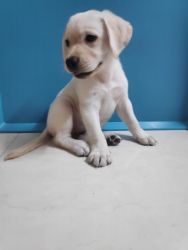 Lab Puppy For Sell