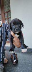 Lab pappies For Sale