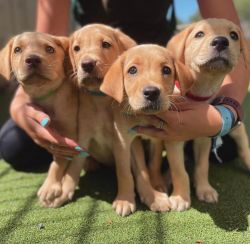 Beautiful Labrador Puppies for adoption