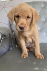 Adorable Labrador puppies for a new home