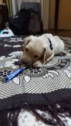 Want to sell Labrador