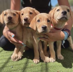 Labrador retriever pups available