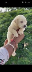 Labrador male puppy available, contact xxxxxxxxxx
