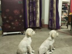 75 days old female Labrador puppy for sale